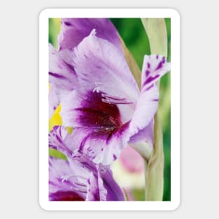 Gladiolus  'Passos' Sticker